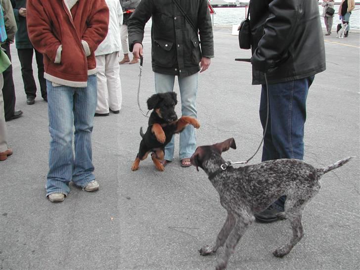 Blanding af racer phoebe - rrrra dø eheh billede 9