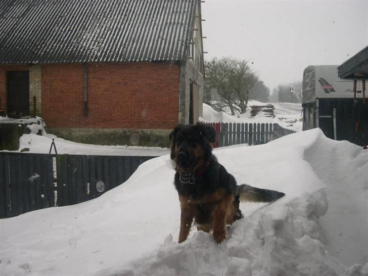 Blanding af racer phoebe - vii elsker sne billede 10