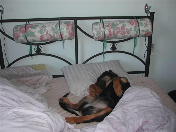 Blanding af racer phoebe - jeg ligger lige og sover smut billede 11