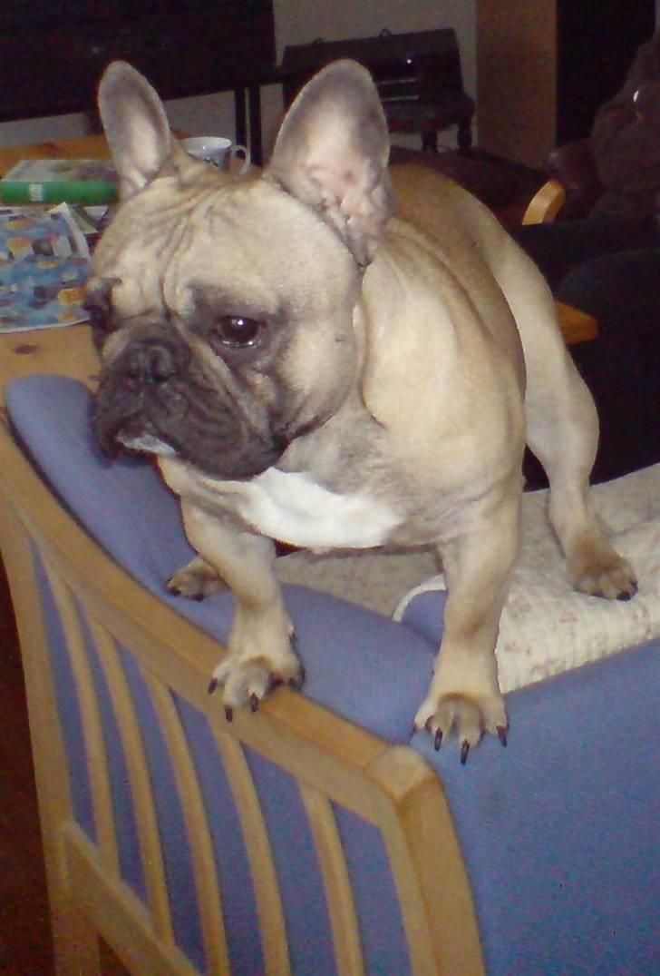 Fransk bulldog cendorria mozart. R.I.P billede 13