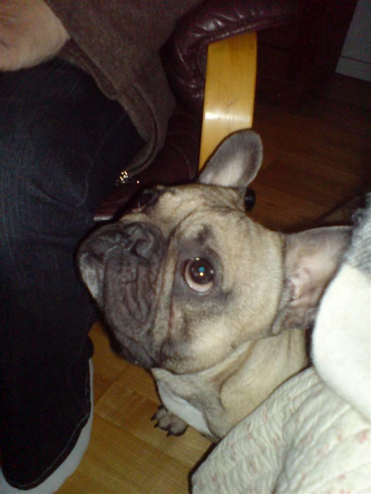 Fransk bulldog cendorria mozart. R.I.P billede 14