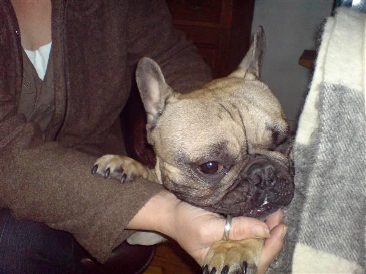 Fransk bulldog cendorria mozart. R.I.P billede 15