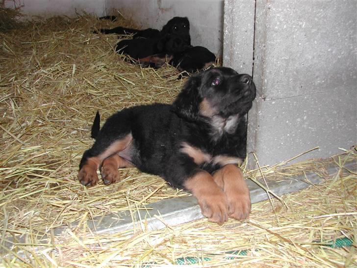 Blanding af racer phoebe - da vi var ude og kigge på hende  billede 12