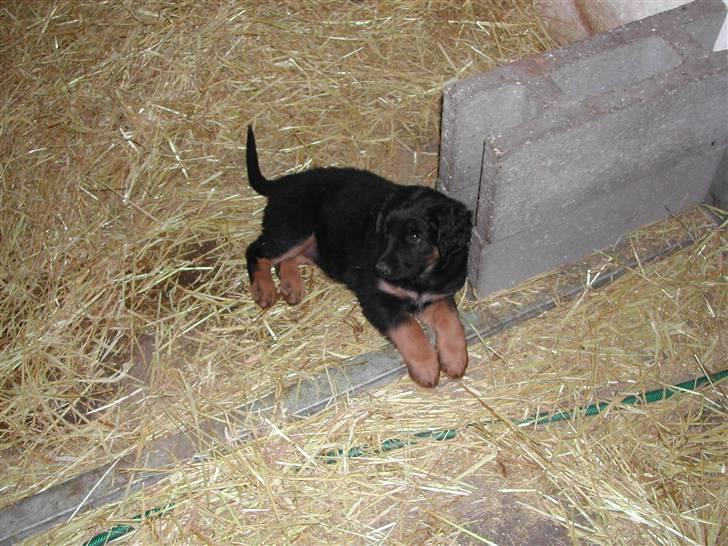 Blanding af racer phoebe - her er vi ogaå ude at kigge på hende billede 13