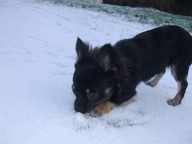 Chihuahua Timmy billede 12