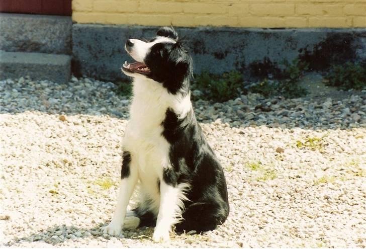 Border collie Hidden farms Heather Fraj - jeg er meget opmærksom billede 1