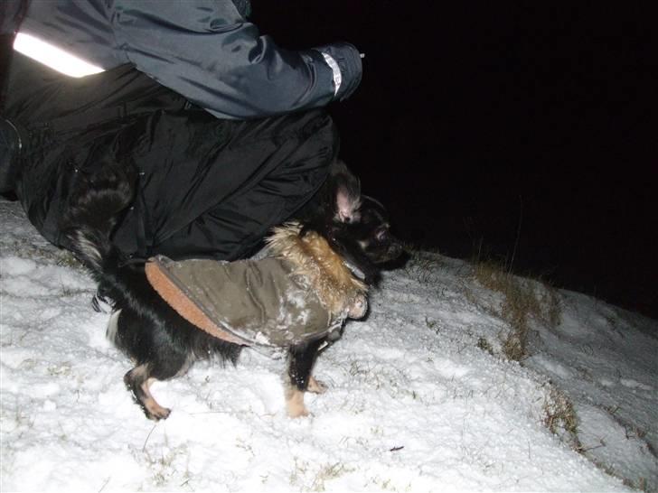 Chihuahua Timmy billede 13