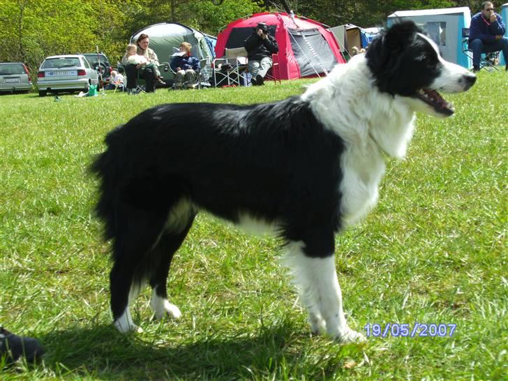 Border collie Hidden farms Heather Fraj - på udstilling på Hjerl Hede billede 2