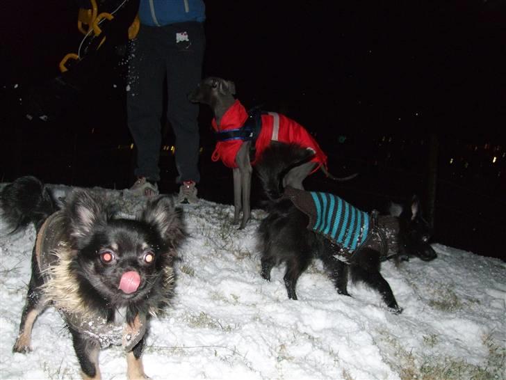 Chihuahua Timmy billede 14