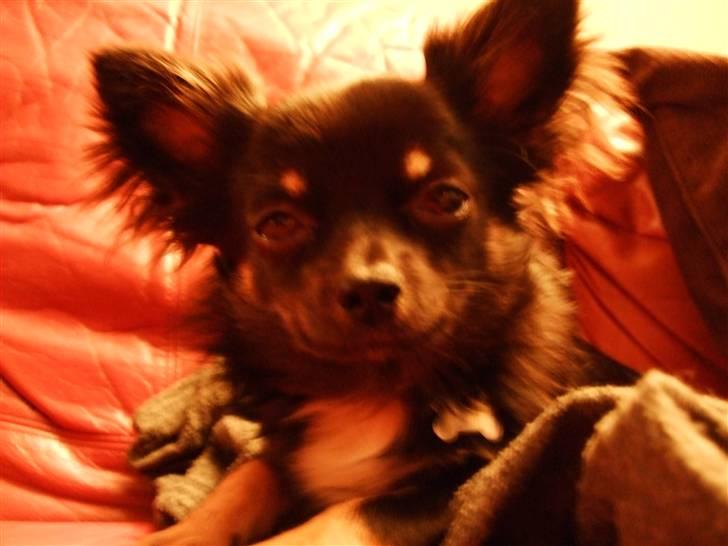 Chihuahua Timmy billede 15