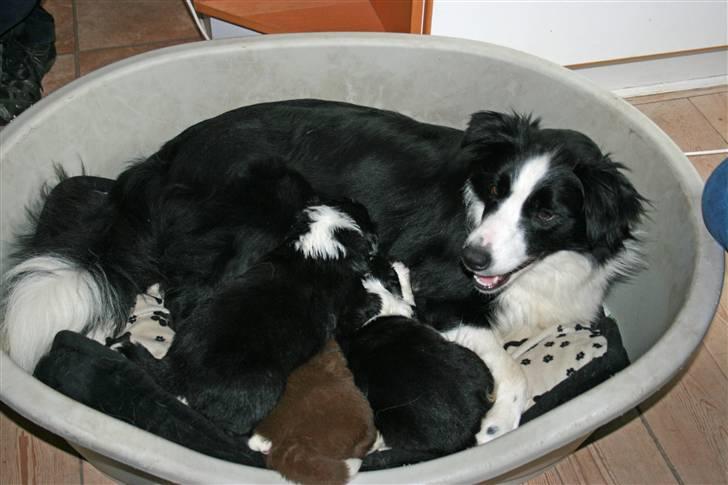Border collie Hidden farms Heather Fraj - Her er jeg med mine hvalpe billede 3
