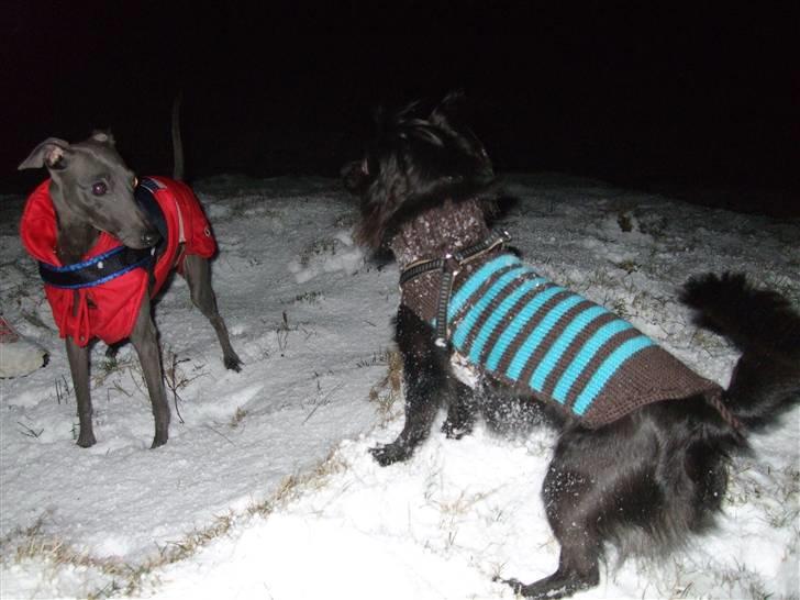 Chihuahua Meilow billede 14