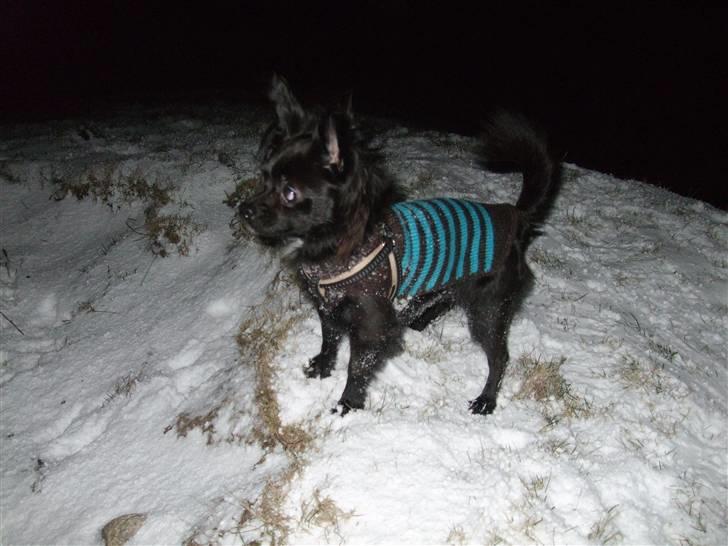 Chihuahua Meilow billede 15