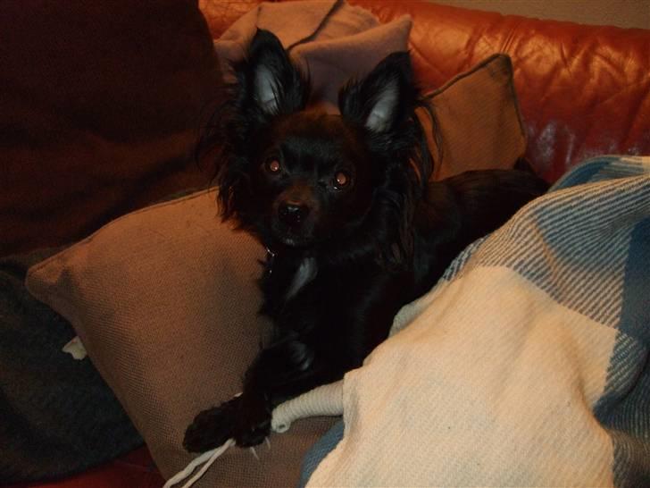 Chihuahua Meilow billede 16