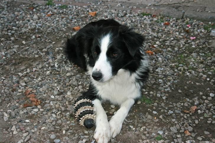 Border collie Hidden farms Heather Fraj - Jeg hviler på gårdspladsen billede 4