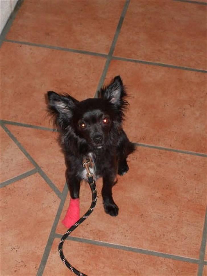 Chihuahua Meilow billede 17