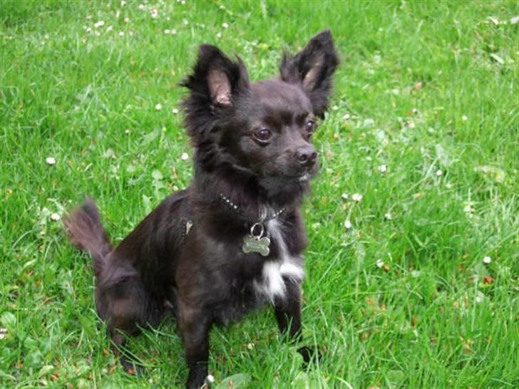 Chihuahua Meilow billede 18