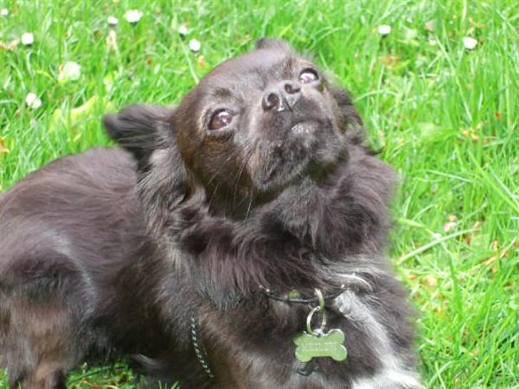 Chihuahua Meilow billede 19