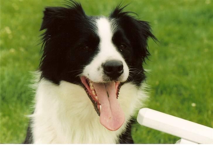 Border collie Hidden farms Heather Fraj billede 5