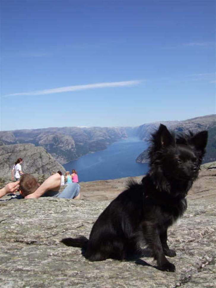 Chihuahua Meilow billede 20