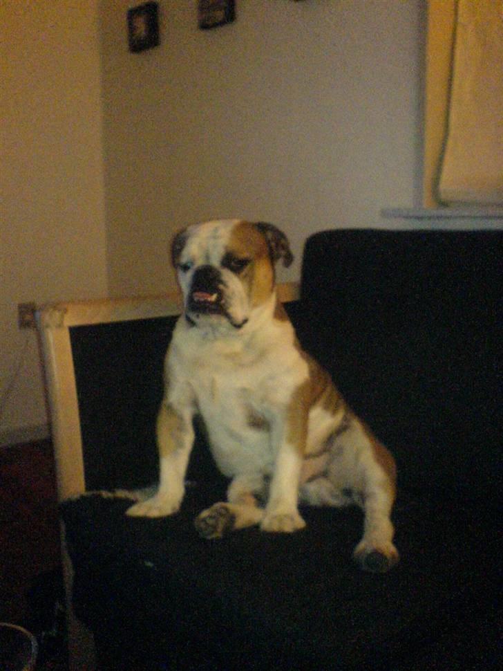Engelsk bulldog Mojo *RIP* billede 14