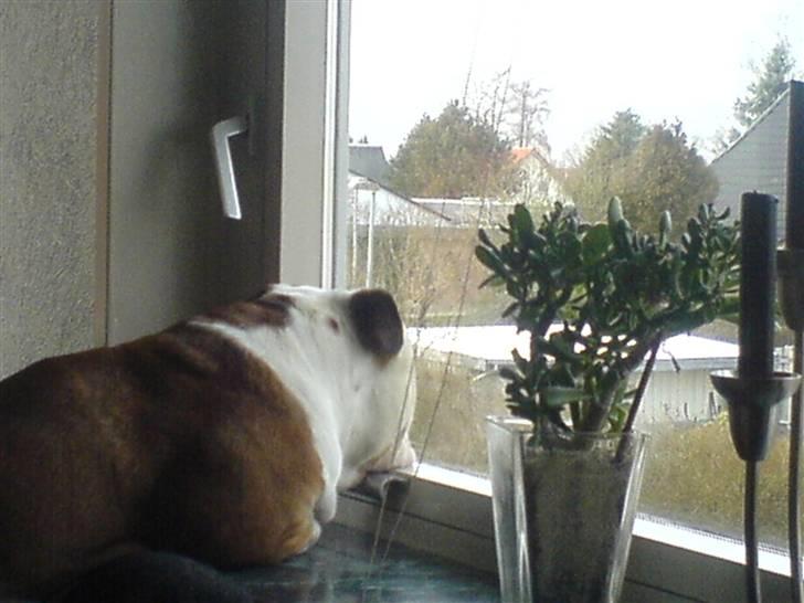 Engelsk bulldog Mojo *RIP* billede 15