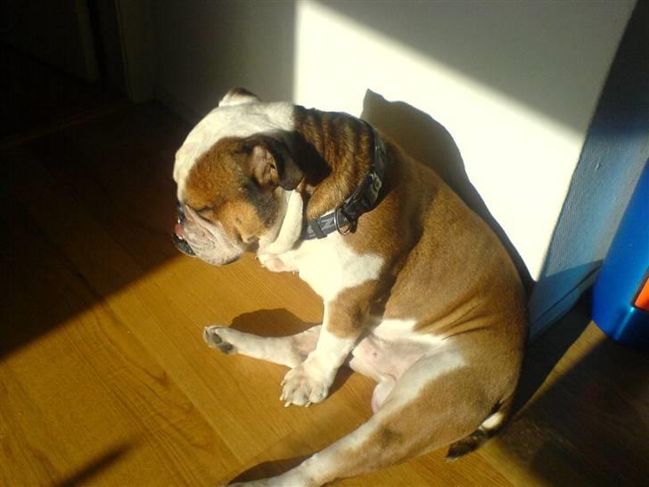 Engelsk bulldog Mojo *RIP* - Mojo elsker sin solstråle billede 16