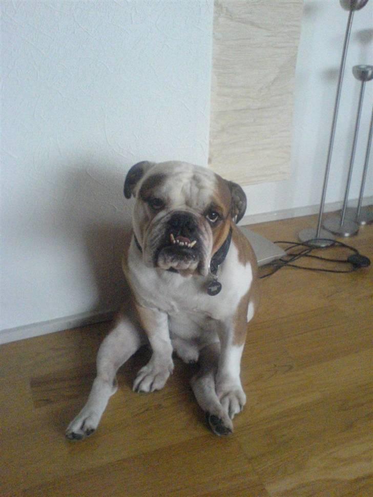 Engelsk bulldog Mojo *RIP* billede 17