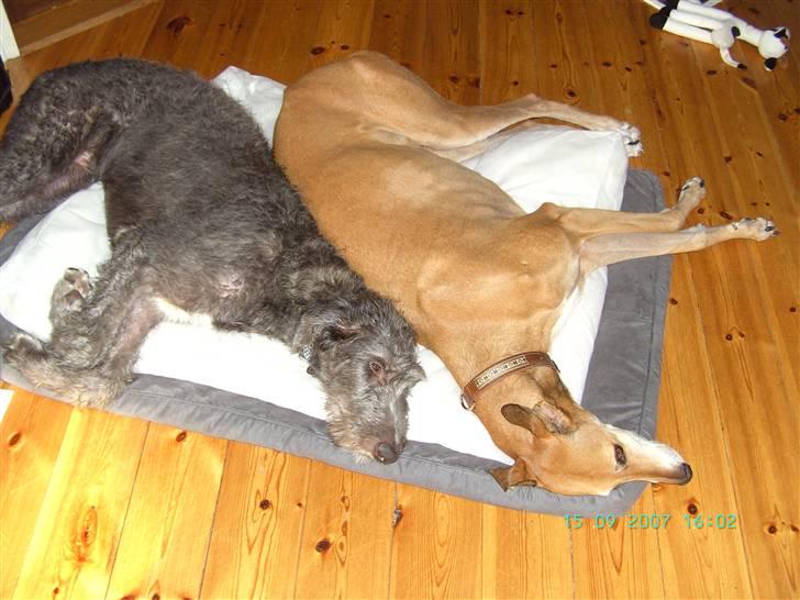 Greyhound Albert, død 2. aug. 2010  - side by side billede 8