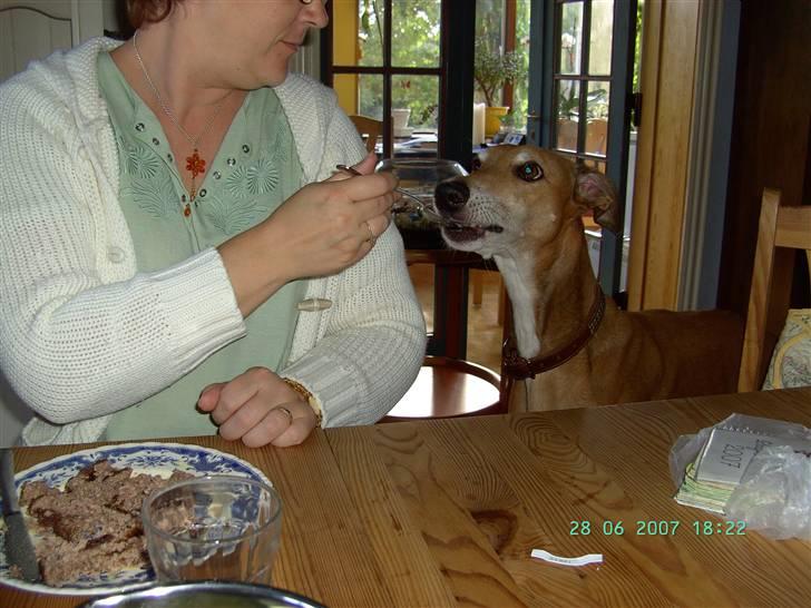 Greyhound Albert, død 2. aug. 2010  - Jeg kan spise med gaffel ... uhm billede 9