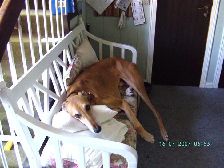 Greyhound Albert, død 2. aug. 2010  - En slapper på bænken med hovedpude billede 10