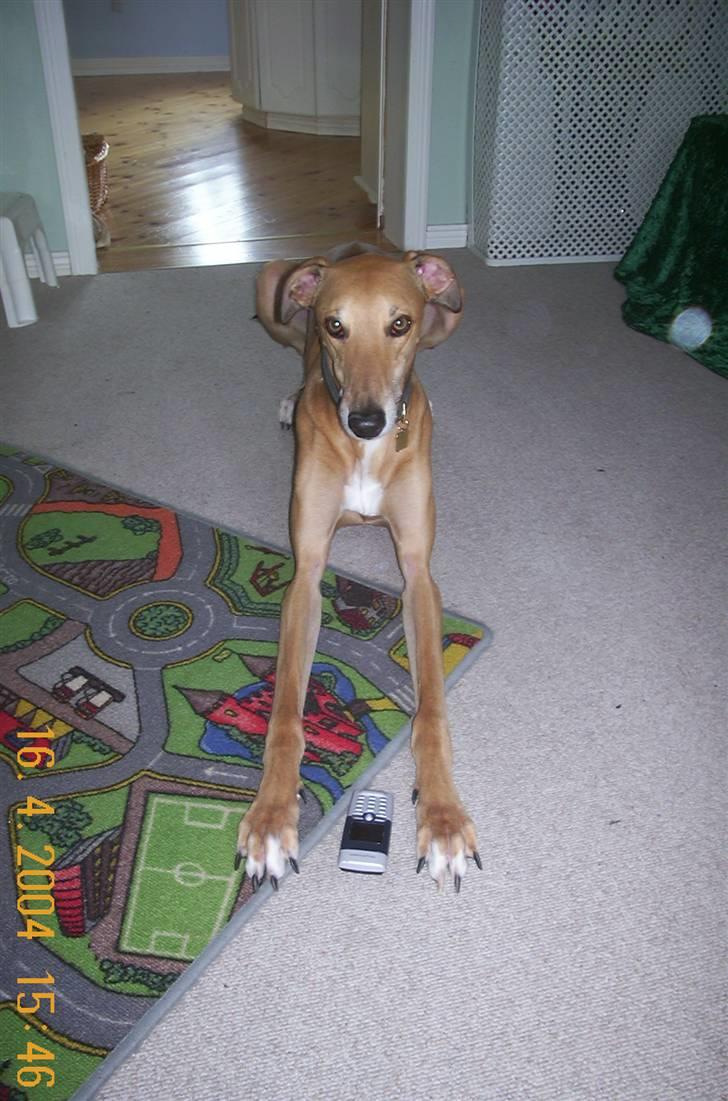 Greyhound Albert, død 2. aug. 2010  - Jeg passer lige på mobilen billede 11