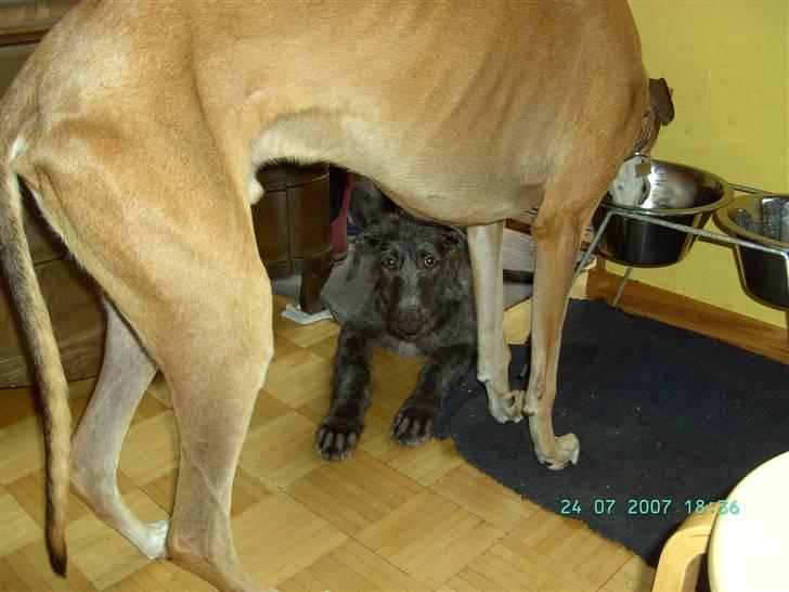 Greyhound Albert, død 2. aug. 2010  - Jeg holder lige øje med min nye "lillebror" billede 12