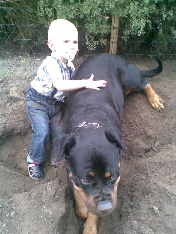 Rottweiler Laika billede 13