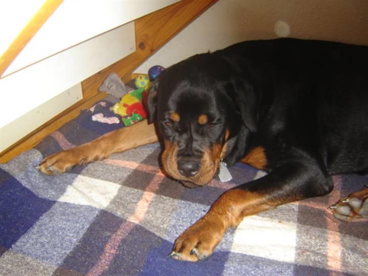 Rottweiler Laika billede 14