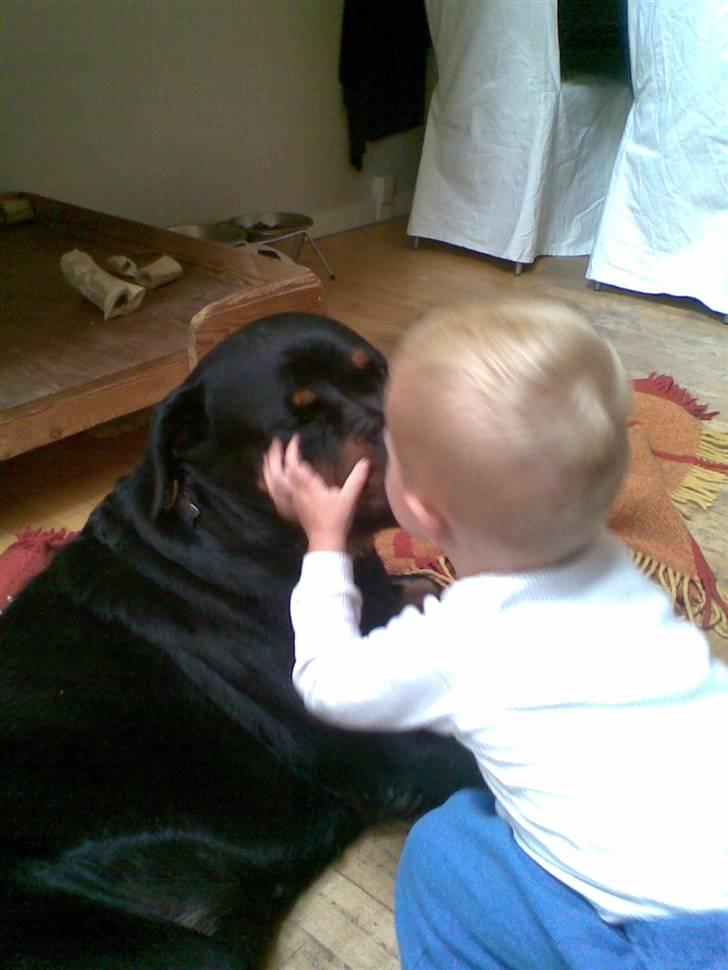 Rottweiler Laika - barnebarnet der lige skal kysse laika farvel  :) billede 15
