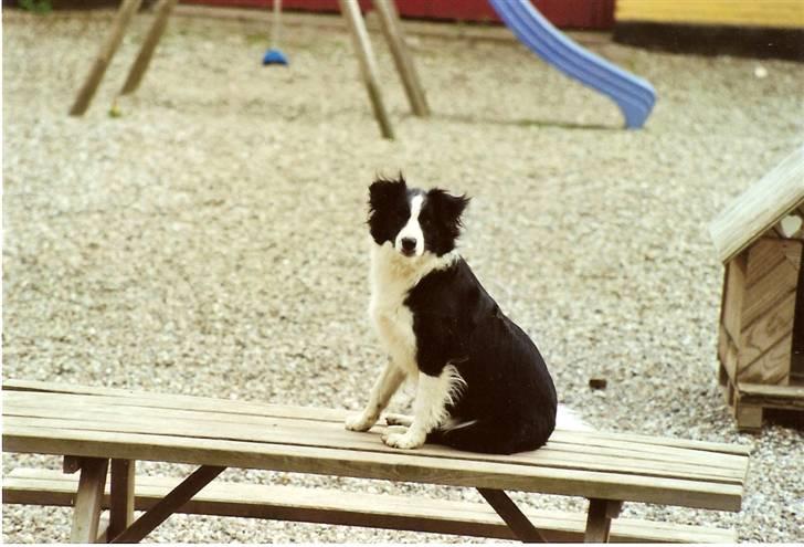 Border collie Hidden farms Heather Fraj - jeg kan godt lide at sidde på havebordet billede 6