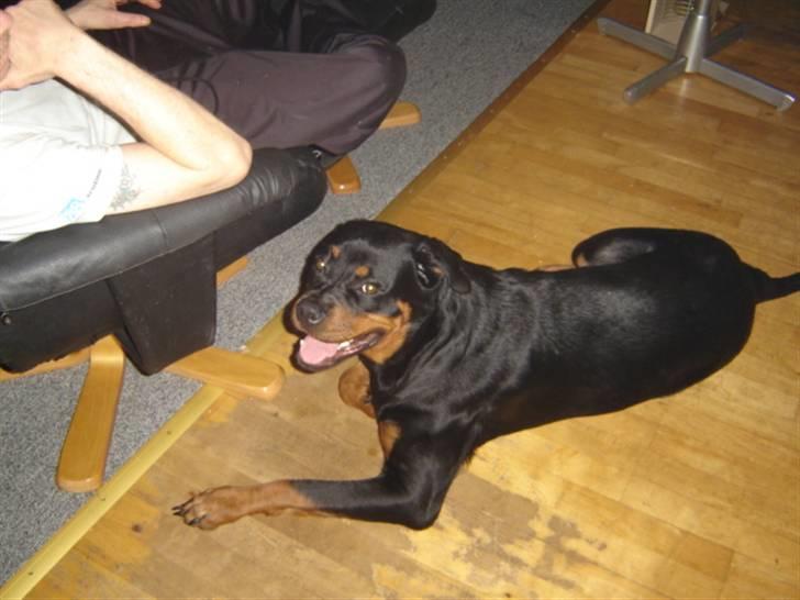 Rottweiler Laika - slappper lige af efter en tur på marken og lege.. billede 16