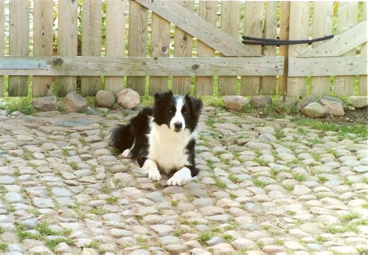 Border collie Hidden farms Heather Fraj - er jeg ikke bare dejlig billede 7