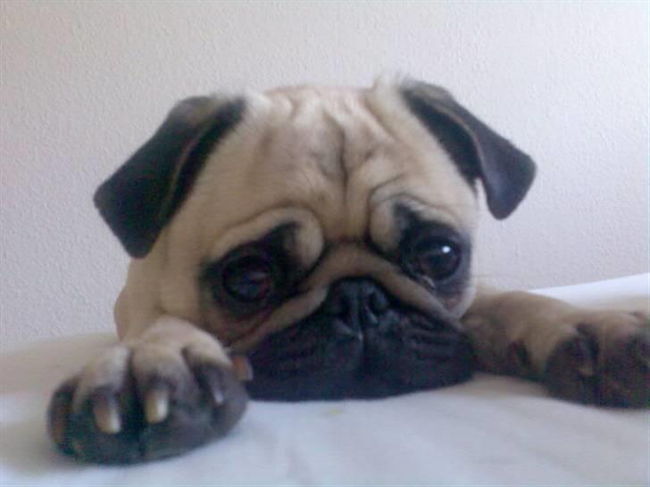 Mops Lajka - ligger bare her og kigger på mor der bare blir liggende i sengen  billede 20