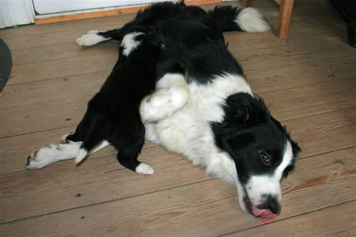 Border collie Hidden farms Heather Fraj - man bliver lidt træt af de hvalpe billede 8