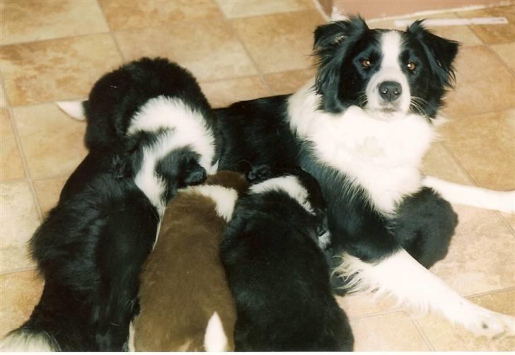 Border collie Hidden farms Heather Fraj - mig og mine små billede 9