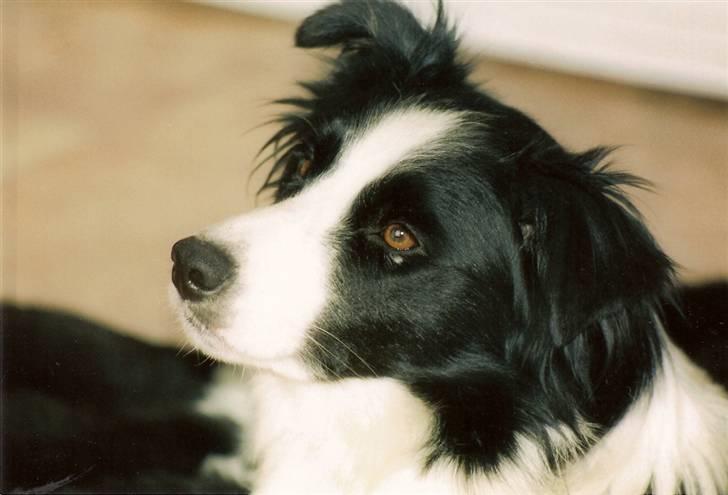 Border collie Hidden farms Heather Fraj billede 10