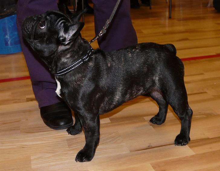 Fransk bulldog Plaire´s Elaine - Skue i Terndrup den 19/1-08 billede 12