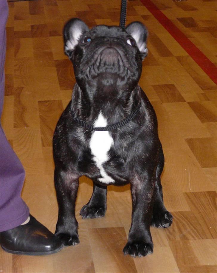 Fransk bulldog Plaire´s Elaine - Hej deroppe... billede 13