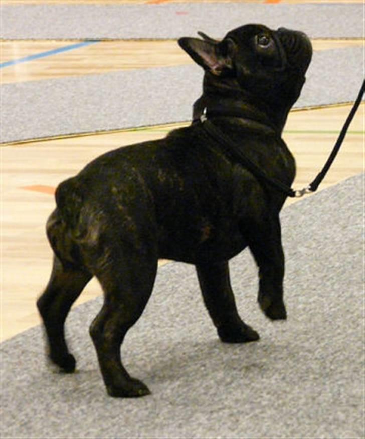 Fransk bulldog Plaire´s Elaine - Se, jeg kan stå på tre ben! billede 14