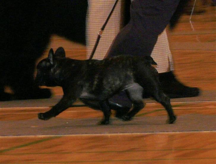 Fransk bulldog Plaire´s Elaine - Fri trav.... billede 15