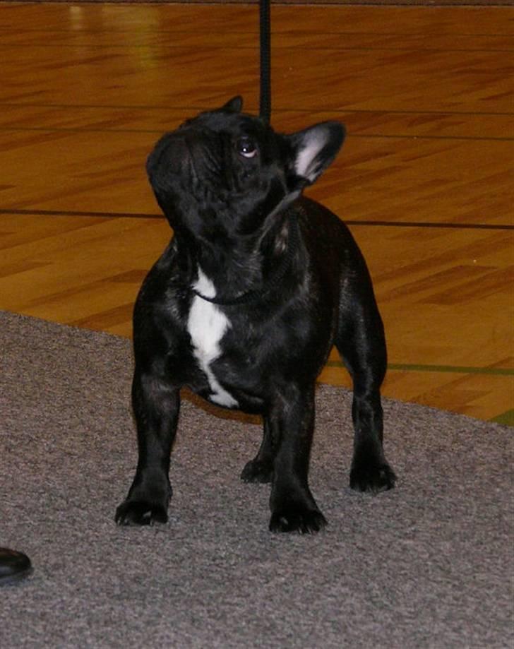 Fransk bulldog Plaire´s Elaine - Er jeg ikke sød? billede 16