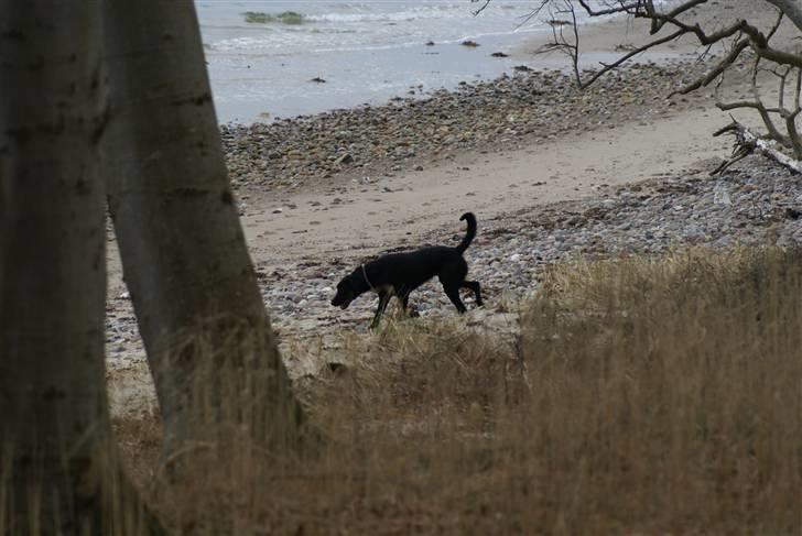 Blanding af racer Lucas billede 6