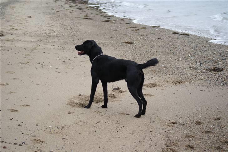 Blanding af racer Lucas billede 7